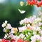 Pink and red Bougainvillea in green background