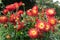 Pink-red cactus Dahlia blossoms outdoor sunlight garden