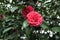Pink red camelia flowerheads of bush in blossom