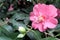 Pink red camelia flowerheads of bush in blossom