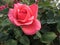 Pink Red Chinese Rose Flower with Dew in A Garden in Luoyang City