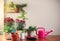 Pink and red  Chrysanthemums and green plants in plant pots with gardening equipment , watering can , garden spoon and gloves with