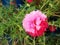 Pink-Red Common Purslane or Verdolaga or Pigweed or Little Hogweed or Pusley flower