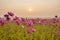 Pink and Red Cosmos flower field in the morning sunrise.cosmos flower field blooming in countryside.Soft focus and blurred for