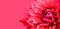 Pink red dahlia flower details macro photography border frame