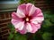 Pink and Red Dinner Plate Hibiscus