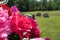 Pink and red fabric flowers in cemetery