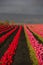 Pink and Red Field Tulips