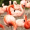 Pink and red flamingos