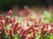 Pink red flower name Justicia Brandegeana Single leaf, opposite, alternate, perpendicular, lanceolate, leaf, end, sharp, slightly