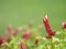 Pink red flower name Justicia Brandegeana Single leaf, opposite, alternate, perpendicular, lanceolate, leaf, end, sharp, slightly