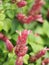 Pink red flower name Justicia Brandegeana Single leaf, opposite, alternate, perpendicular, lanceolate, leaf, end, sharp, slightly