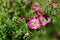 Pink red flowers of the Australian native Leptospermum tea tree Riot cultivar