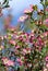 Pink red flowers of the Australian native Leptospermum tea tree Riot cultivar, family Myrtaceae