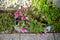 Pink-red flowers of Impatiens walleriana and purple flowers of Calibrachoa \\\'Cabaret Bumble Bee Blue\\\' bloom in autumn.