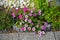 Pink-red flowers of Impatiens walleriana and purple flowers of Calibrachoa \\\'Cabaret Bumble Bee Blue\\\' bloom in autumn.