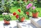 Pink and red flowers in pots on ledge