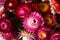 Pink and red flowers of Xerochrysum bracteatum Helichrysum bracteatum, macro. Background, dried flowers, close up