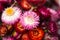 Pink and red flowers of Xerochrysum bracteatum Helichrysum bracteatum, macro. Background, dried flowers, close up