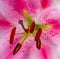 Pink Red Green Lilly With Seeds