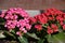 Pink and red Kalanchoe blossfeldiana, flaming Katy, Christmas kalanchoe, florist kalanchoe and Madagascar widow`s-thrill pot plant