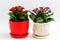 Pink and red kalanchoe in a pot on light background