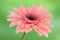 Pink red macro gerber flower with green background