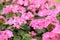 Pink red pelargonium geranium macro