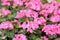 Pink red pelargonium geranium macro