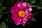 Pink red peony with a yellow middle close-up on a background of green grass. Beautiful peony flower with large petals