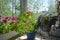 Pink and red petunia, chervil, blue lobelia and cobaea on a sunlit balcony against the backdrop of a summer grove