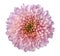 Pink-red-purple flower chrysanthemum, garden flower, white isolated background with clipping path. Closeup. no shadows. yellow-g
