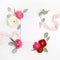 Pink and red ranunculus and green leaves on white background. Flat lay, top view