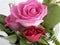 Pink and red roses, close up flower arrangment