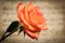 Pink and Red Tinged Rose With Green Leaves and Stem Held over a Background of Classical Sheet Music