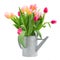 Pink and red tulips bouquet in watercan