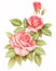 Pink red vintage roses flowers isolated on white background. Colored pencil watercolor illustration.