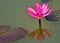 Pink or red water lily, Nymphaea rubra on a natural rural lake. this kind of flower also called shaluk or shapla in India