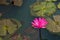 Pink or red water lily, Nymphaea rubra on a natural rural lake. this kind of flower also called shaluk or shapla in India