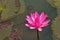 Pink or red water lily, Nymphaea rubra on a natural rural lake. this kind of flower also called shaluk or shapla in India