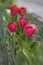 Pink red white color country Darwin tulips in bloom, bouquet of springtime flowering plants in the ornamental garden