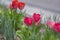 Pink red white color country Darwin tulips in bloom, bouquet of springtime flowering plants in the ornamental garden