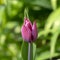 Pink red white color country Darwin tulips in bloom, bouquet of springtime flowering plants in the ornamental garden