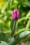 Pink red white color country Darwin tulips in bloom, bouquet of springtime flowering plants in the ornamental garden