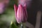 Pink red white color country Darwin tulips in bloom, bouquet of springtime flowering plants in the ornamental garden