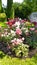 Pink, red and white nostalgic roses in the garden. Flowerbed with shrub rose. Thuja topiary on background. Flowers Blossom,