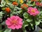 Pink and red zinnias in the flowerbed