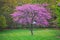 Pink Redbud Tree