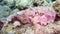 Pink reef Stonefish (Synanceia verrucosa) in the Red Sea, Eilat, Israel