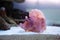 Pink Rhinopias frondosa  or Weedy scorpionfish swimming fish tank underwater aquarium